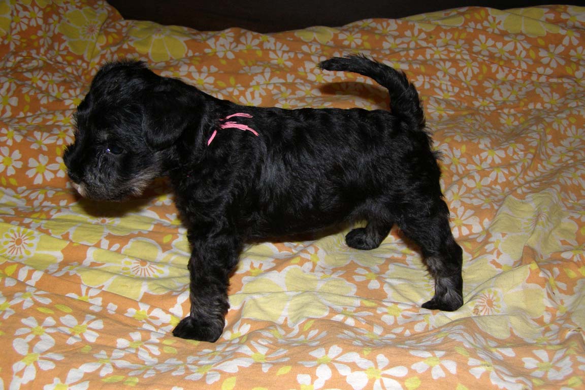 Wallis z Agova dvora