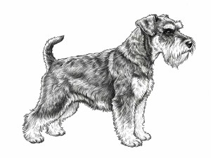 knirac-maly-pepr-a-sul-silueta.jpg