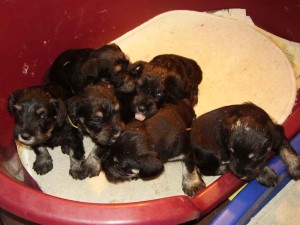 Paddy-Parkay-Phil-Pretty-Perry-Portia-z-Agova-dvora.jpg